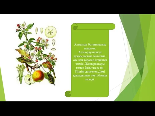 Алманың ботаникалық маңызы: Алма-раушангүл тұқымдасына жататын , өте кең тараған ағаштың жемісі.Жапырақтары