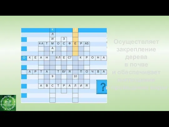 Осуществляет закрепление дерева в почве и обеспечивает поглощение и проведение воды