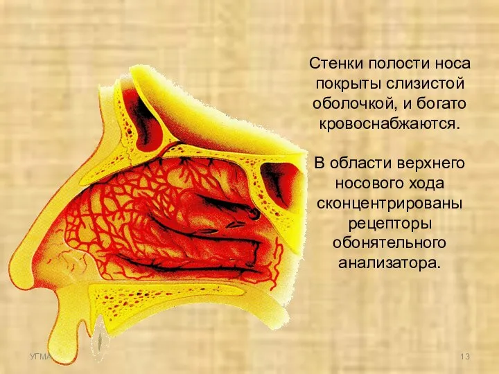 Стенки полости носа покрыты слизистой оболочкой, и богато кровоснабжаются. В области верхнего