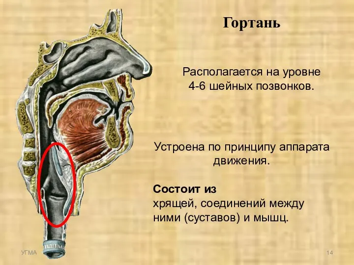 Гортань Располагается на уровне 4-6 шейных позвонков. Устроена по принципу аппарата движения.