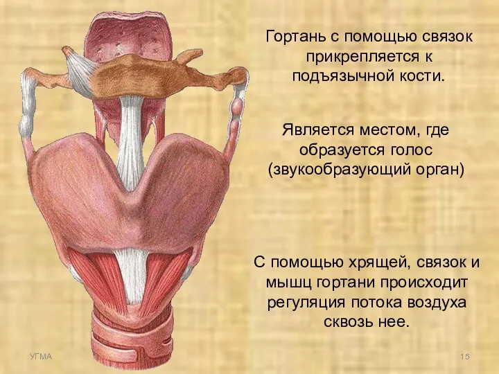 Гортань с помощью связок прикрепляется к подъязычной кости. Является местом, где образуется