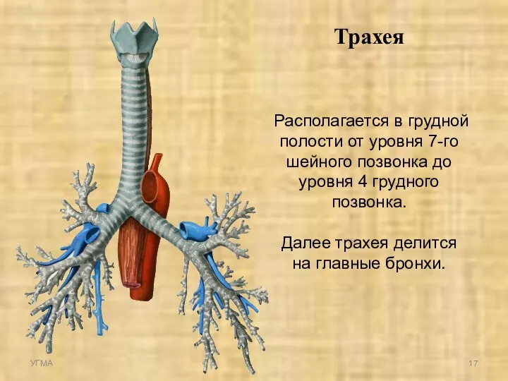 Трахея Располагается в грудной полости от уровня 7-го шейного позвонка до уровня