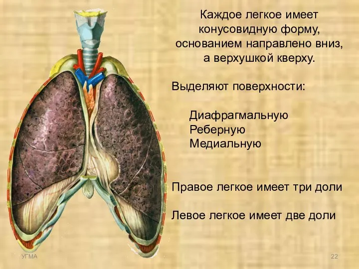 Каждое легкое имеет конусовидную форму, основанием направлено вниз, а верхушкой кверху. Выделяют