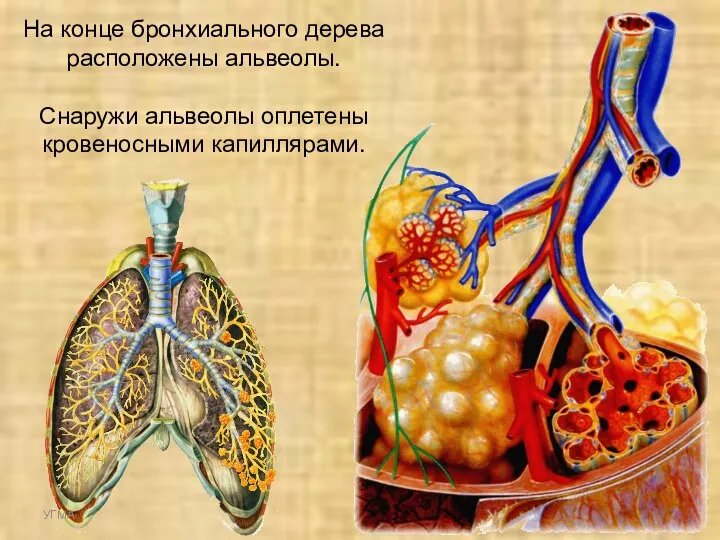 На конце бронхиального дерева расположены альвеолы. Снаружи альвеолы оплетены кровеносными капиллярами. УГМА