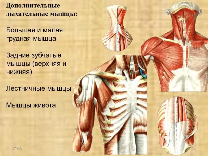 Дополнительные дыхательные мышцы: Большая и малая грудная мышца Задние зубчатые мышцы (верхняя