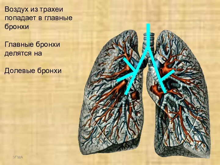 Воздух из трахеи попадает в главные бронхи Главные бронхи делятся на Долевые бронхи УГМА