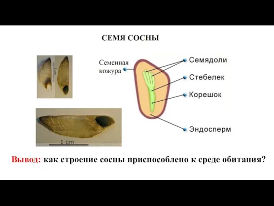 Вывод: как строение сосны приспособлено к среде обитания?