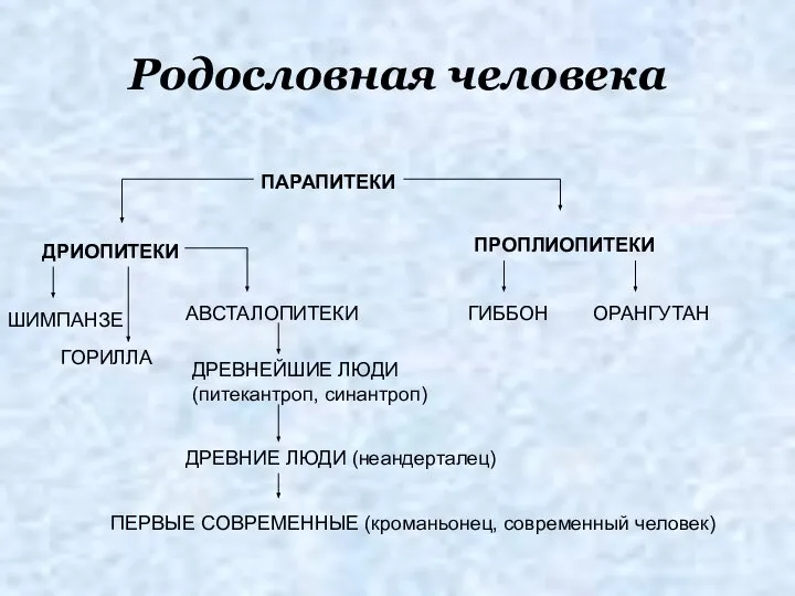 Родословная человека ПАРАПИТЕКИ ДРИОПИТЕКИ ПРОПЛИОПИТЕКИ ГИББОН ОРАНГУТАН ШИМПАНЗЕ ГОРИЛЛА АВСТАЛОПИТЕКИ ДРЕВНЕЙШИЕ ЛЮДИ