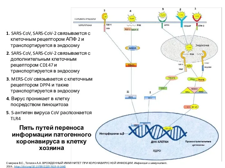 Пять путей переноса информации патогенного коронавируса в клетку хозяина 1. SARS-CoV, SARS-CoV-2