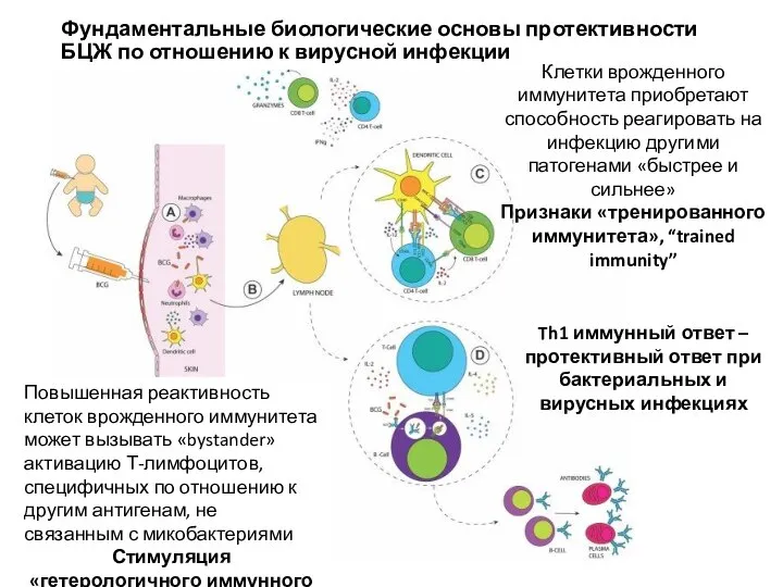 Клетки врожденного иммунитета приобретают способность реагировать на инфекцию другими патогенами «быстрее и