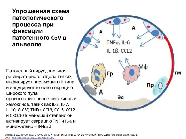 Упрощенная схема патологического процесса при фиксации патогенного CoV в альвеоле Патогенный вирус,