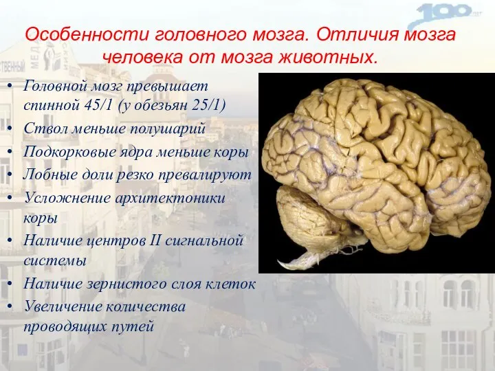 Особенности головного мозга. Отличия мозга человека от мозга животных. Головной мозг превышает