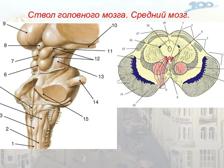 Ствол головного мозга. Средний мозг.