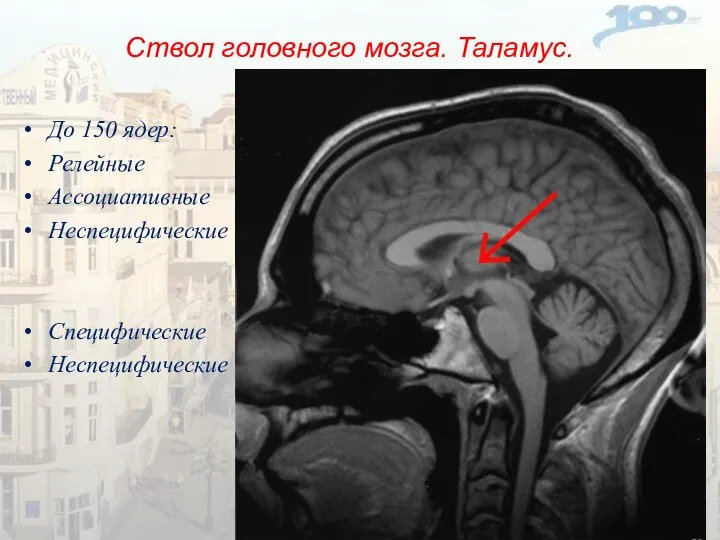 Ствол головного мозга. Таламус. До 150 ядер: Релейные Ассоциативные Неспецифические Специфические Неспецифические