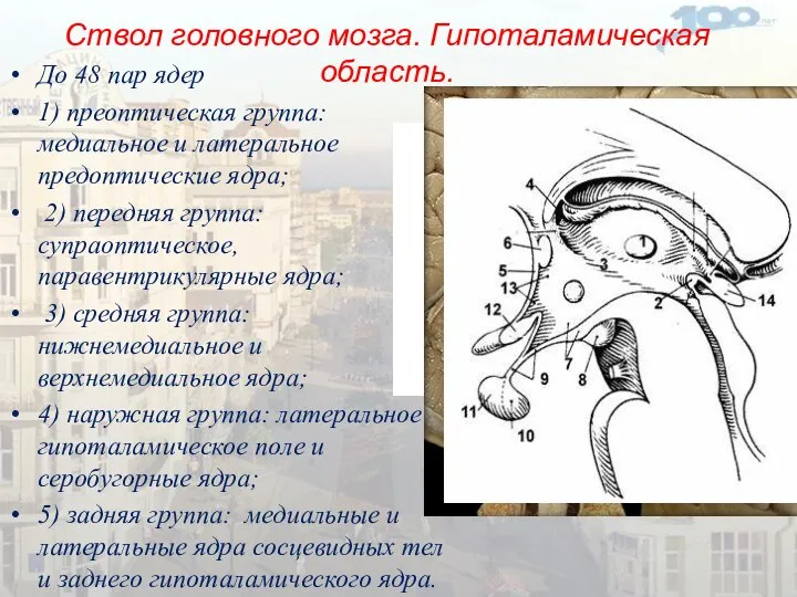 Ствол головного мозга. Гипоталамическая область. До 48 пар ядер 1) преоптическая группа: