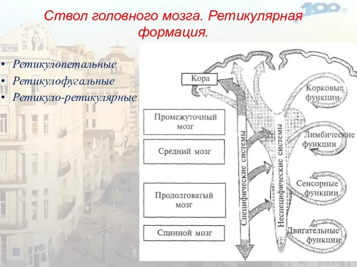 Ствол головного мозга. Ретикулярная формация. Ретикулопетальные Ретикулофугальные Ретикуло-ретикулярные