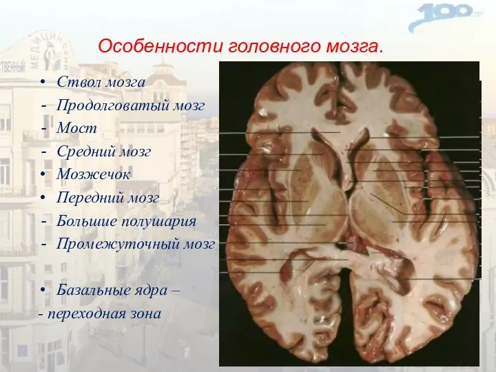 Особенности головного мозга. Ствол мозга Продолговатый мозг Мост Средний мозг Мозжечок Передний