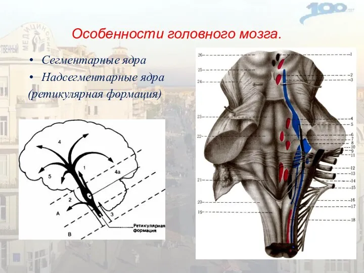 Особенности головного мозга. Сегментарные ядра Надсегментарные ядра (ретикулярная формация)