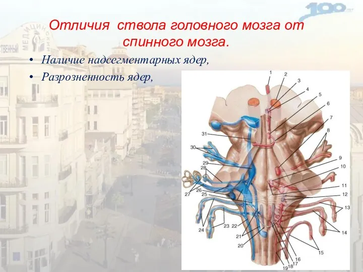 Отличия ствола головного мозга от спинного мозга. Наличие надсегментарных ядер, Разрозненность ядер,