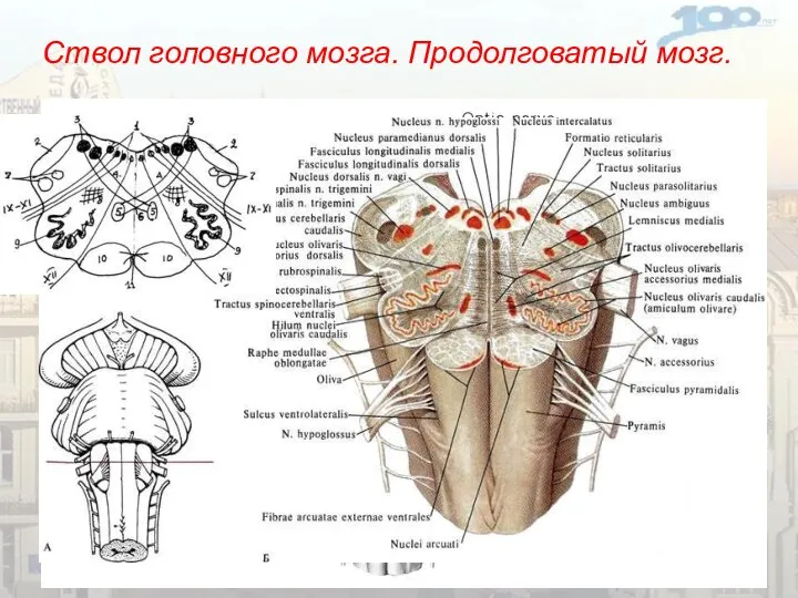 Ствол головного мозга. Продолговатый мозг.