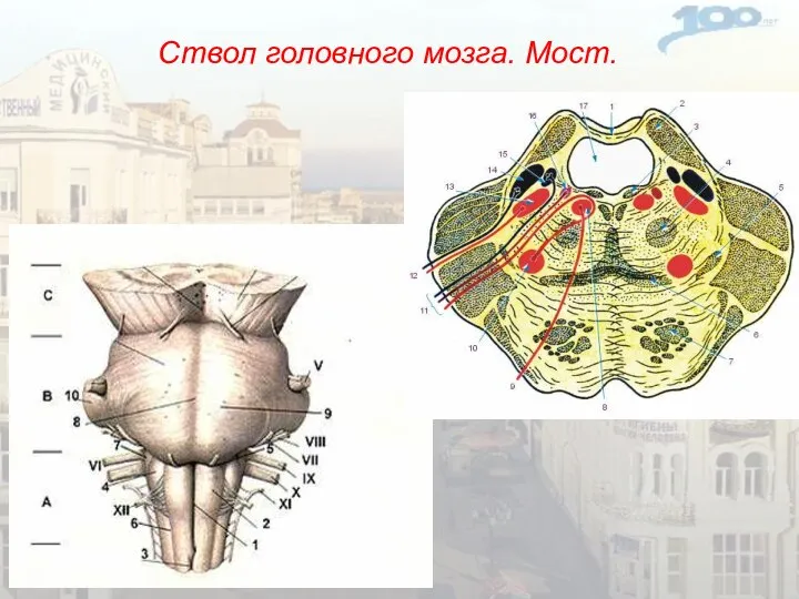 Ствол головного мозга. Мост.