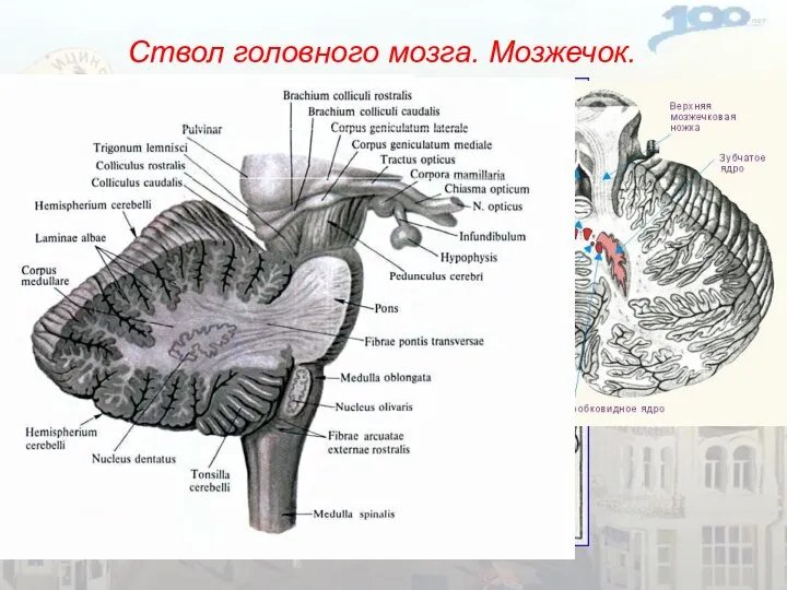 Ствол головного мозга. Мозжечок.