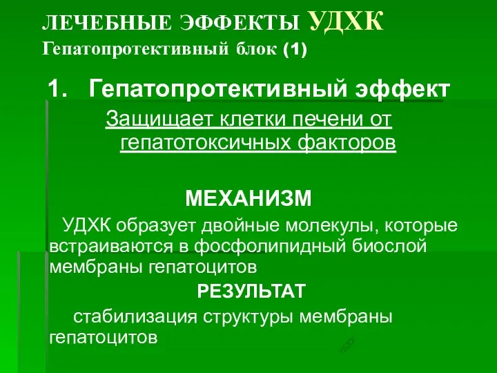 ЛЕЧЕБНЫЕ ЭФФЕКТЫ УДХК Гепатопротективный блок (1) 1. Гепатопротективный эффект Защищает клетки печени