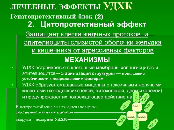 ЛЕЧЕБНЫЕ ЭФФЕКТЫ УДХК Гепатопротективный блок (2) 2. Цитопротективный эффект Защищает клетки желчных