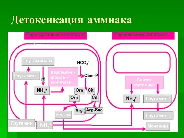 Перипортальный гепатоцит Перивенозный гепатоцит Цитозоль Цитозоль Митохондрии Глутаминаза Глутамин Глутамин Глутамин Глутамин