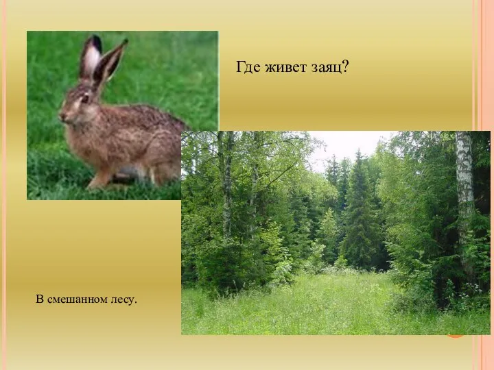 Где живет заяц? В смешанном лесу.