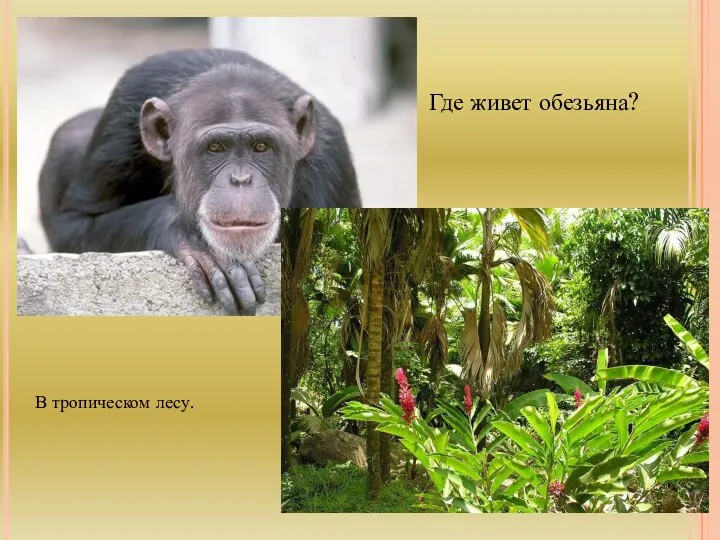 Где живет обезьяна? В тропическом лесу.