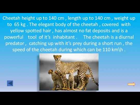 Cheetah height up to 140 cm , length up to 140 cm