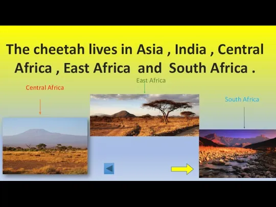 The cheetah lives in Asia , India , Central Africa , East