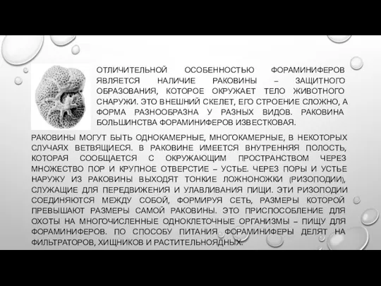 РАКОВИНЫ МОГУТ БЫТЬ ОДНОКАМЕРНЫЕ, МНОГОКАМЕРНЫЕ, В НЕКОТОРЫХ СЛУЧАЯХ ВЕТВЯЩИЕСЯ. В РАКОВИНЕ ИМЕЕТСЯ