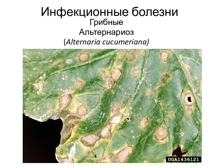 Инфекционные болезни Грибные Альтернариоз (Alternaria cucumeriana)