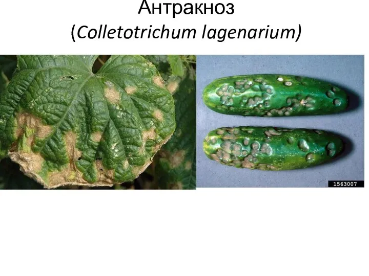 Антракноз (Colletotrichum lagenarium)