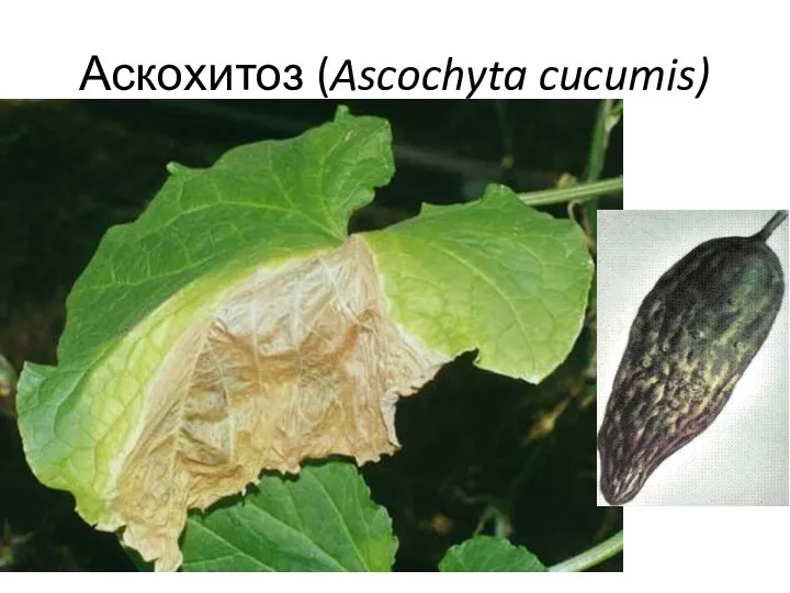 Аскохитоз (Ascochyta cucumis)