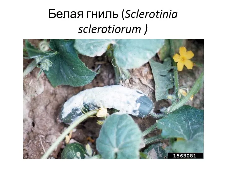 Белая гниль (Sclerotinia sclerotiorum )