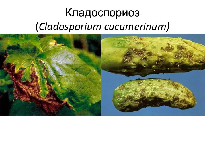 Кладоспориоз (Cladosporium cucumerinum)