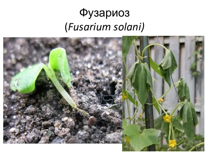 Фузариоз (Fusarium solani)