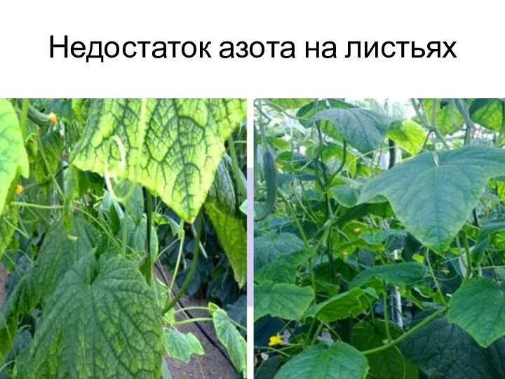 Недостаток азота на листьях