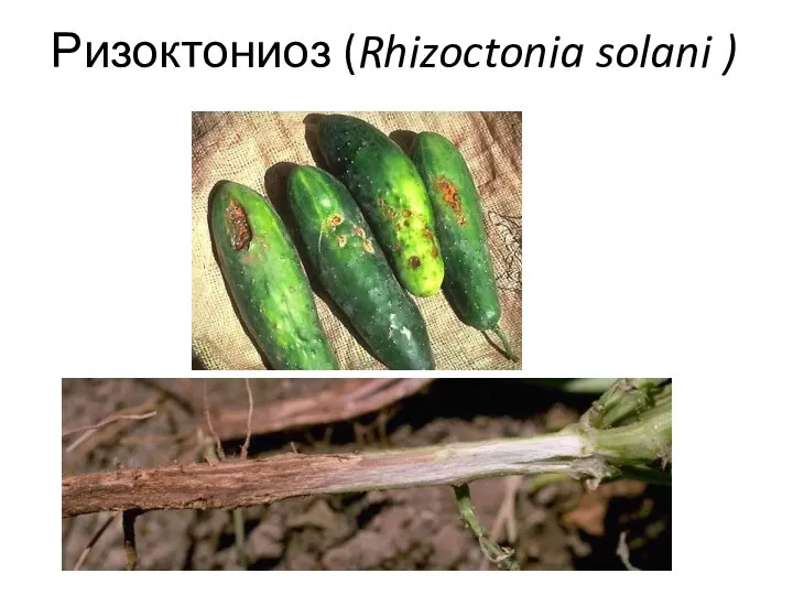 Ризоктониоз (Rhizoctonia solani )