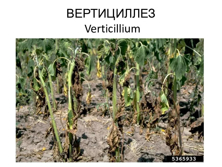 ВЕРТИЦИЛЛЕЗ Verticillium