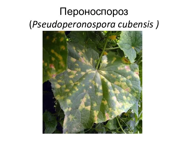 Пероноспороз (Pseudoperonospora cubensis )