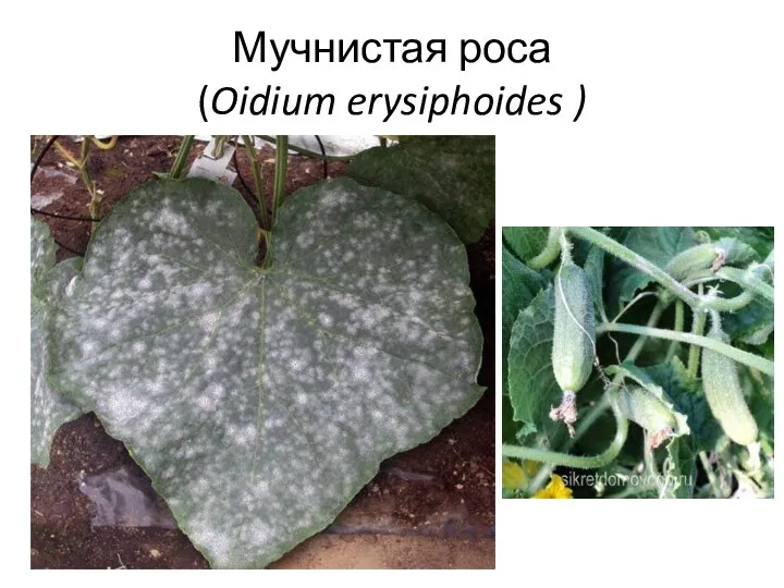 Мучнистая роса (Oidium erysiphoides )