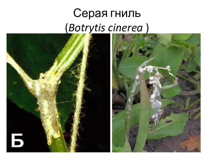 Серая гниль (Botrytis cinerea )