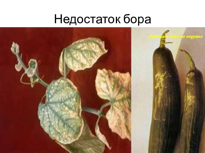 Недостаток бора