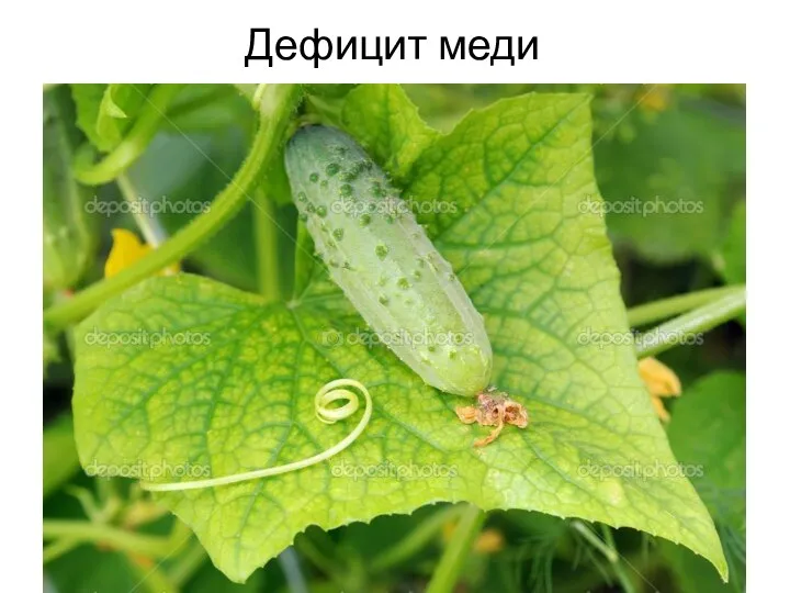 Дефицит меди