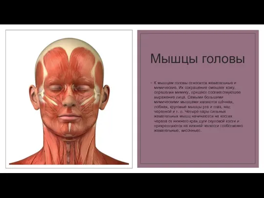 Мышцы головы К мышцам головы относятся жевательные и мимические. Их сокращение смещает