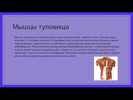 Мышцы туловища Мышцы туловища составляют группы мышц грудной клетки, живота и спины.